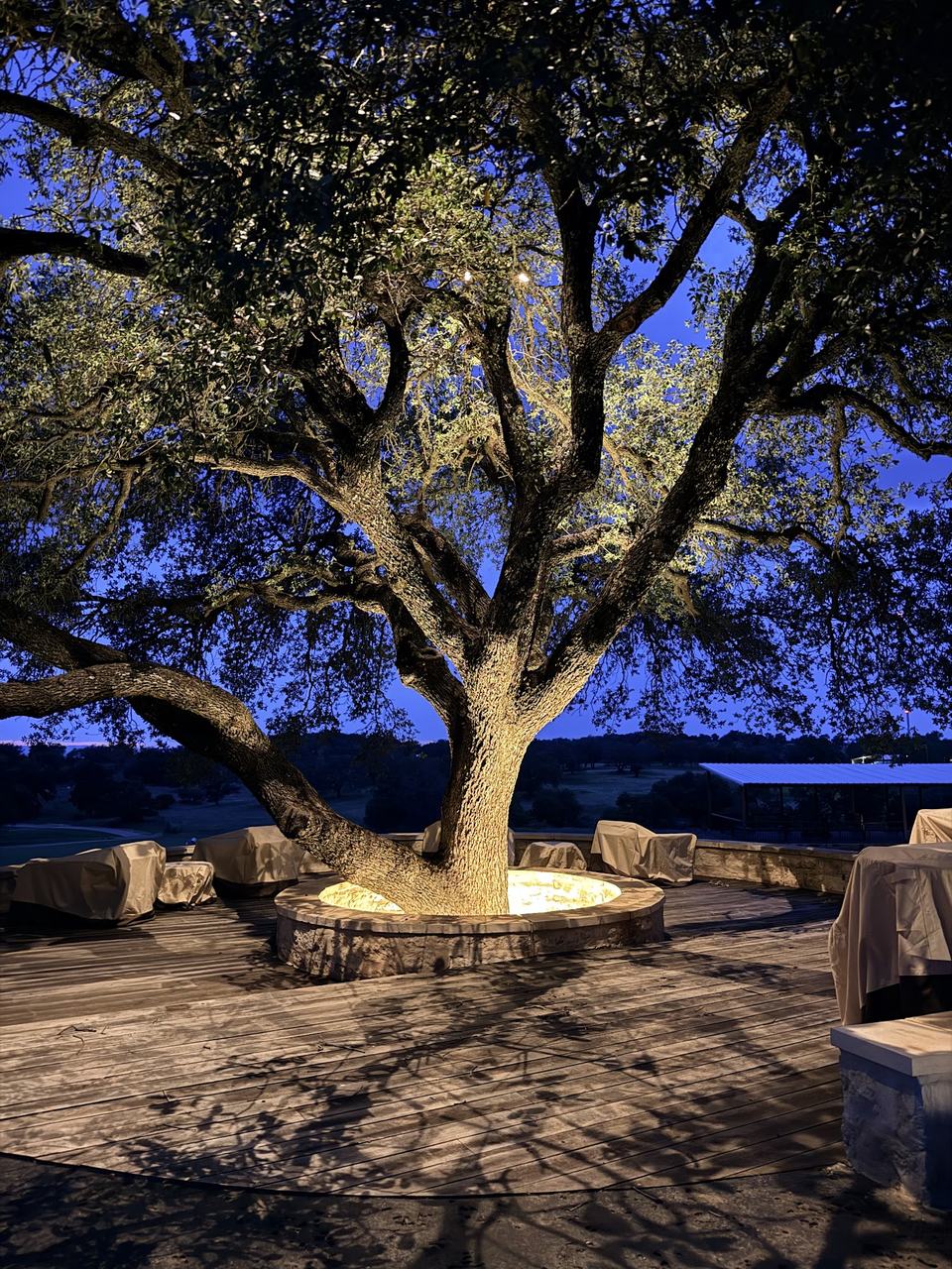 Live oaks lit on the clubhouse deck.